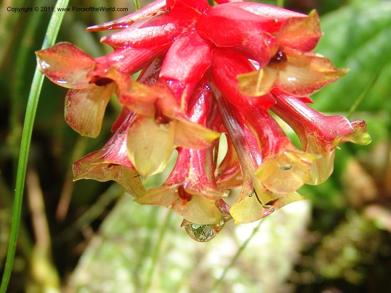 Guzmania graminifolia, Croat 95179--Ecuador. Esmeraldas. Alto Tambo. 22 Feb 05. 058 (2).jpg