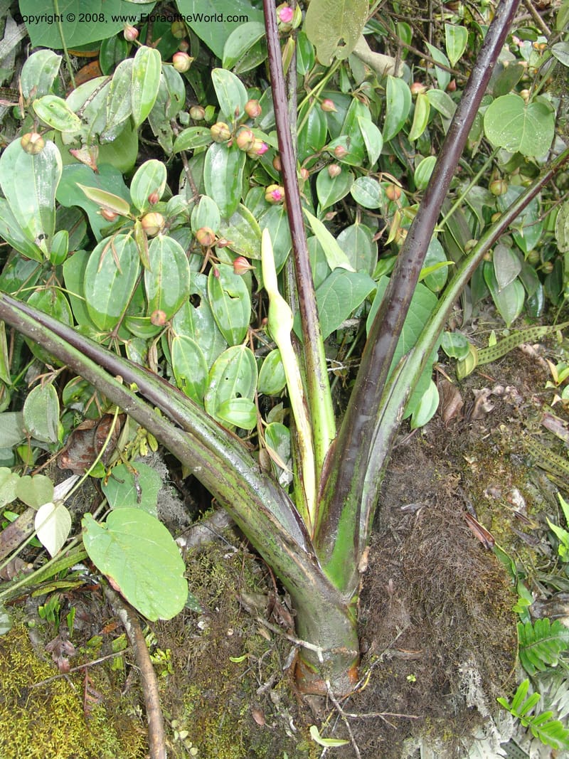 Xanthosoma purpureomaculatum, Croat93544--Ecuador. Prov. Napo. 47.2 km E of Baeza. 18 Aug 04. 034.jpg