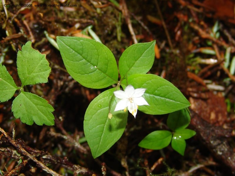 Trientalis latifolia--WA. Grays Harbor Co. Quinault Rain For, Lake Quinault. 15 Jun 06 178.jpg