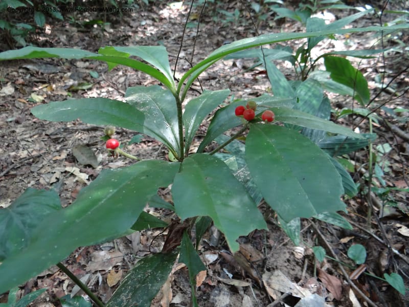 Ardisia, VC 5657--Thailand. Trang. Khao Baan Thad. 17 Nov 2012. DSC00079 (67).JPG