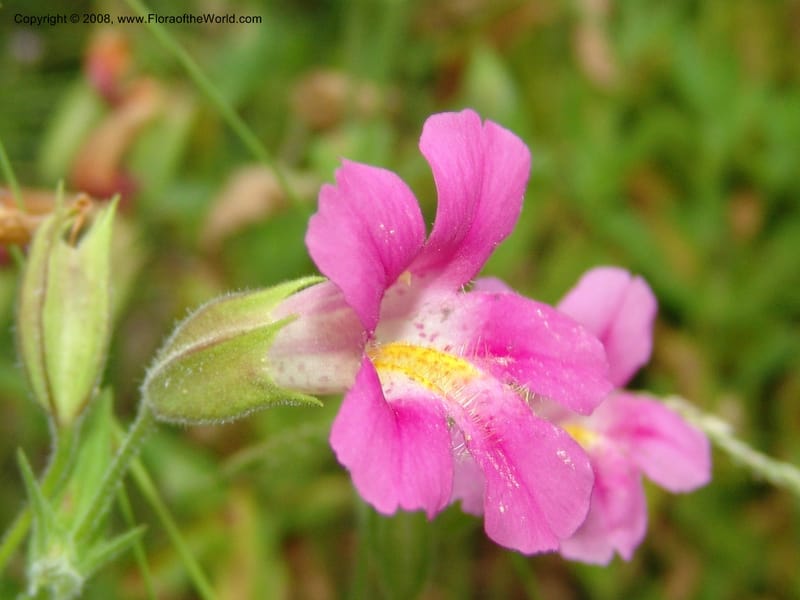 Mimulus lewisii, CDavidson11112--ID. Adams Co. For. Serv. Rd. 453, to Goose Lk. 20 Jul 07. 114.jpg