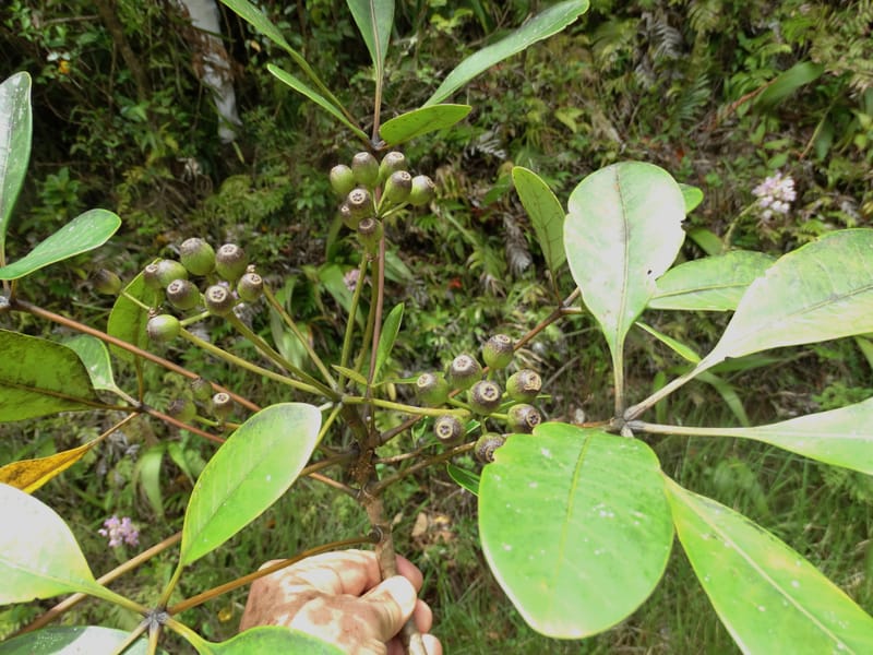 Plerandra grandiflora, Plunkett, G 3178-- Fiji. Delaikoro Mtn. 3 Nov 2015. DSC08393 (15).JPG