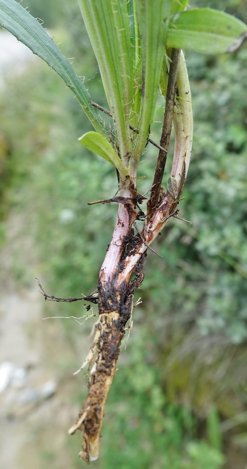 Acanthocalyx delavayi, C. Davidson 13737--China. Yunnan. Zhongdian Xian. 9 Aug 2017. DSC03874 (335).JPG