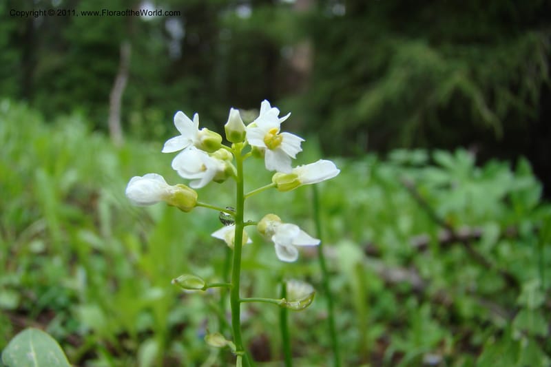 Thlaspi fendleri, C. Davidson 11425--Idaho. Adams Co. Smokey Boulder Rd. 6 June 2009. 153.jpg