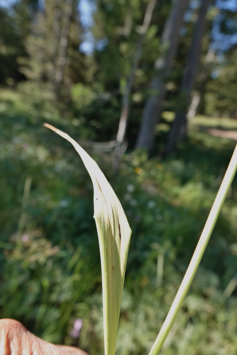 Calochortus eurycarpus, C. Davidson 13846--ID. Fremont Co. Sawtelle Pk. Stop 1. 30 Jul 2018. DSC07452 (64).JPG