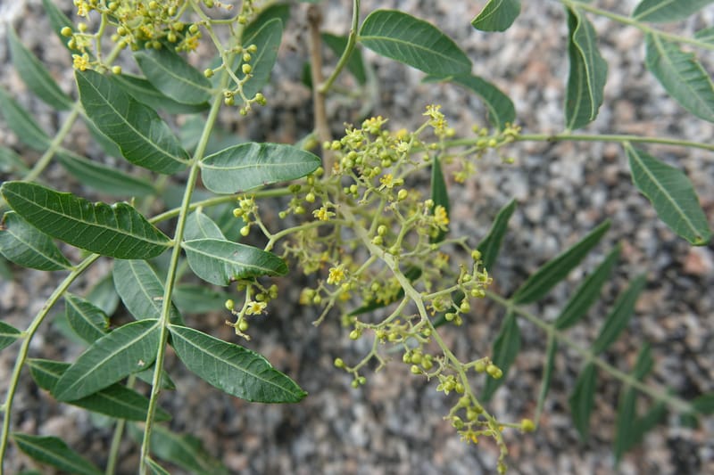 Schinus areira, Fortunato 13200--Argentina. Hwy 150 S of San Augustin. 9 Feb 2018. DSC09845 (50).JPG