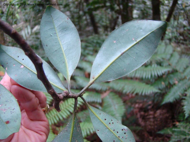 Zygogynum,  Munzinger, J 4868--New Caledonia, Dogny, 19 Nov 2007, 280 (2).jpg