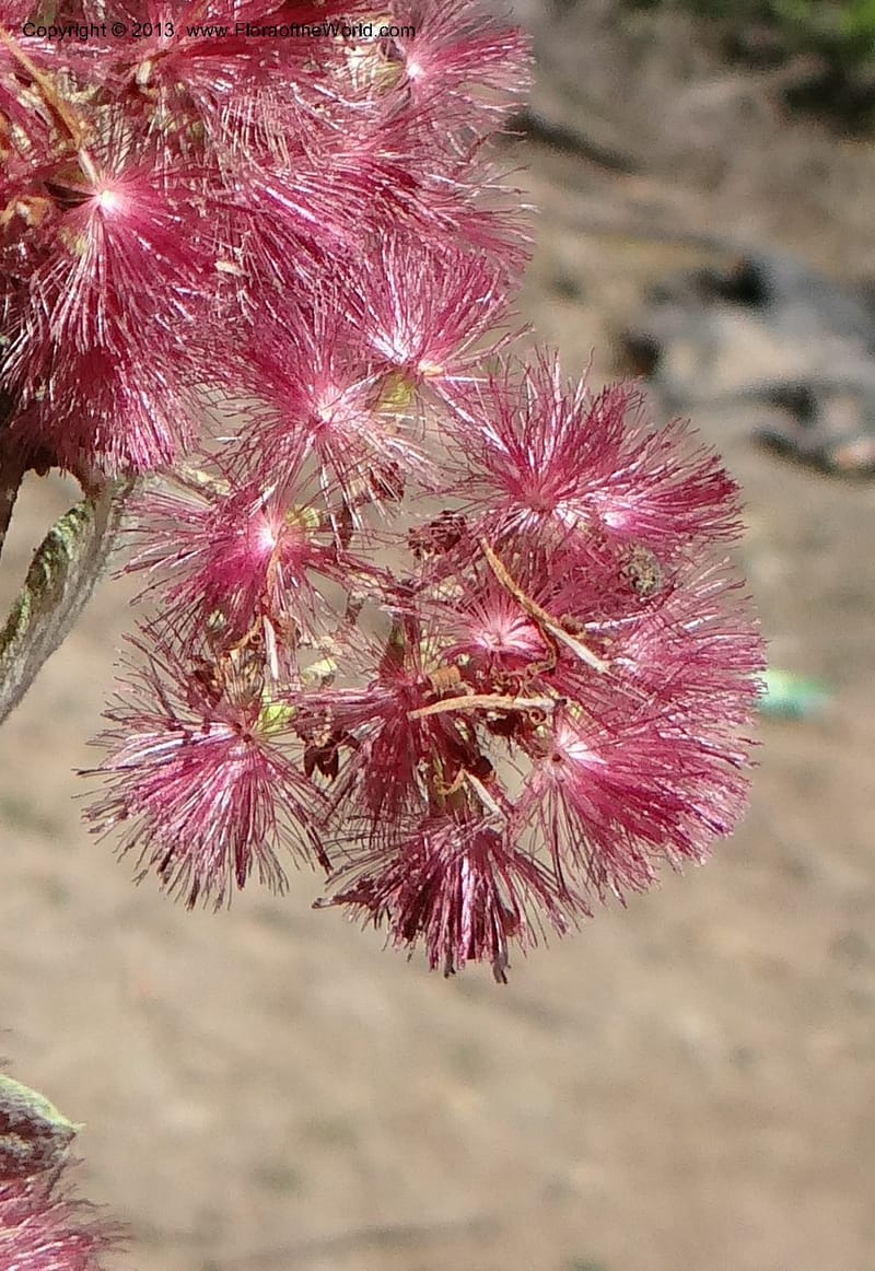 Proustia pyrifolia, W. D. Stevens 34170--Chile, E of San Clemente. 21 Feb 2013  9440 (16).JPG