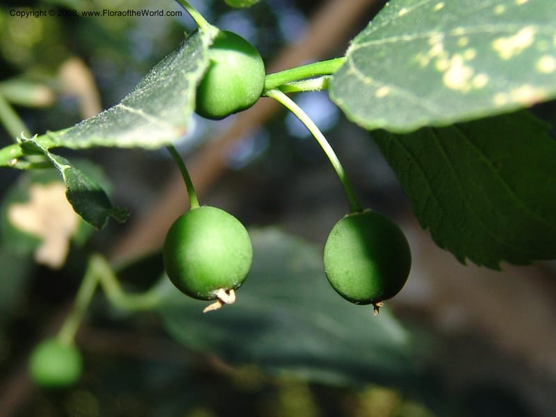 Celtis caucasica--Georgia. Gareji Monastery complex, Gareji Steppe. 9  Jun 05. 340.jpg