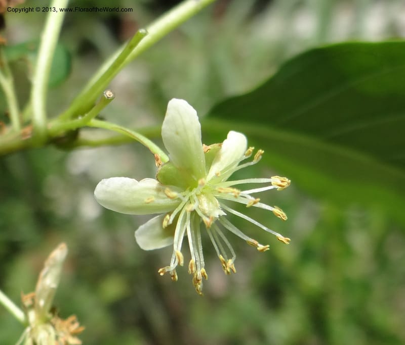 Actinidia callosa var. discolor, Li Pan 1205270--China. Zhejiang Prov. Shunxi Village. 28 May 2012. DSC00347 (96).JPG