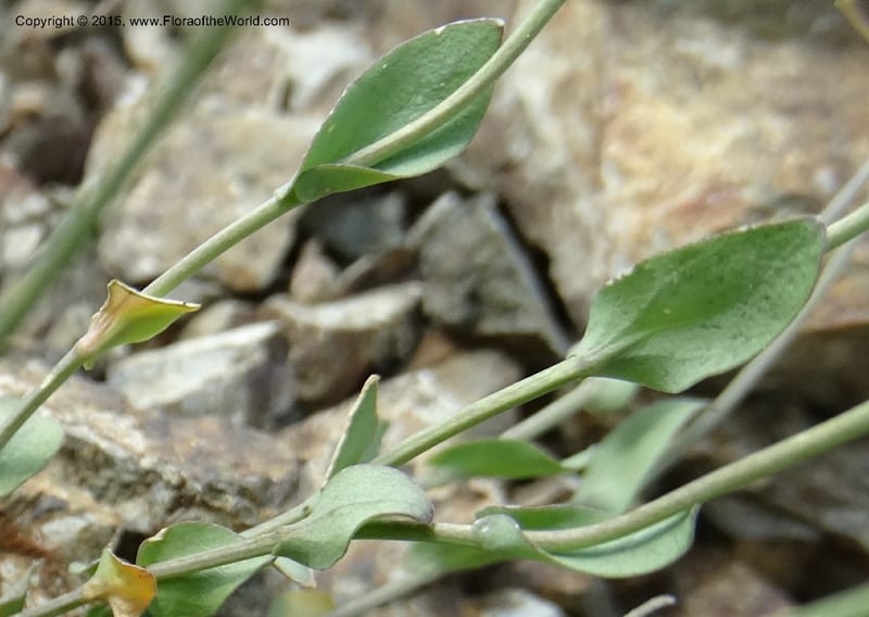 Noccaea fendleri, Davidson, C 12589--ID. Idaho Co. Seven Devils Camp Ground. 15 Jul 2014. DSC00113 (62).JPG