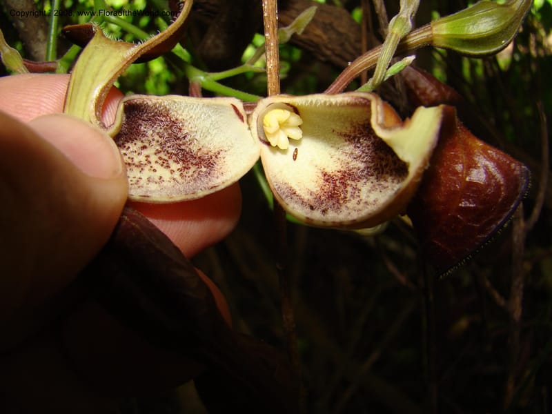 Aristolochia maxima, NMartinezM2422--MX. Chiapas. Jiquipilas. Cerro el Campanario. 14 Sep 08. 081.jpg