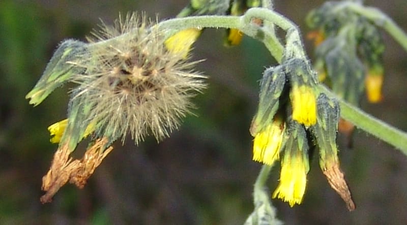 Hieracium cf, Croat95052--Ecuador. Prov. Carchi. Mira-San Isidro. 20 Feb 05. 305a.jpg