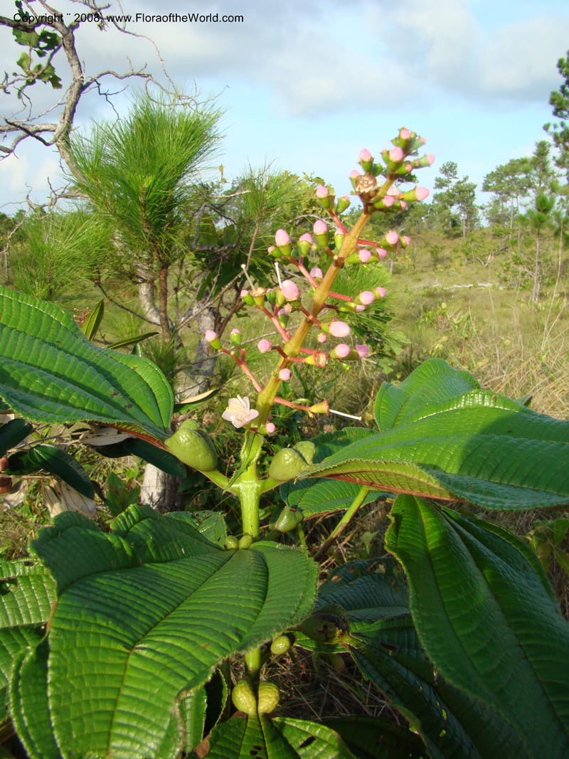 Tococa guianensis, WDStevens27223--Nicaragua. RAAN. W of Pto Cabezas. Posa de Chalestan. 14 Jun 08. 013.jpg