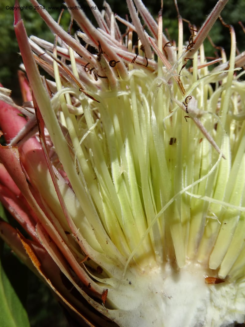 Protea cynaroides, Davidson, C 12315--South Africa. Western Cape. E. side, Fernkloof. 24 Jan 2014. DSC01799 (146).JPG