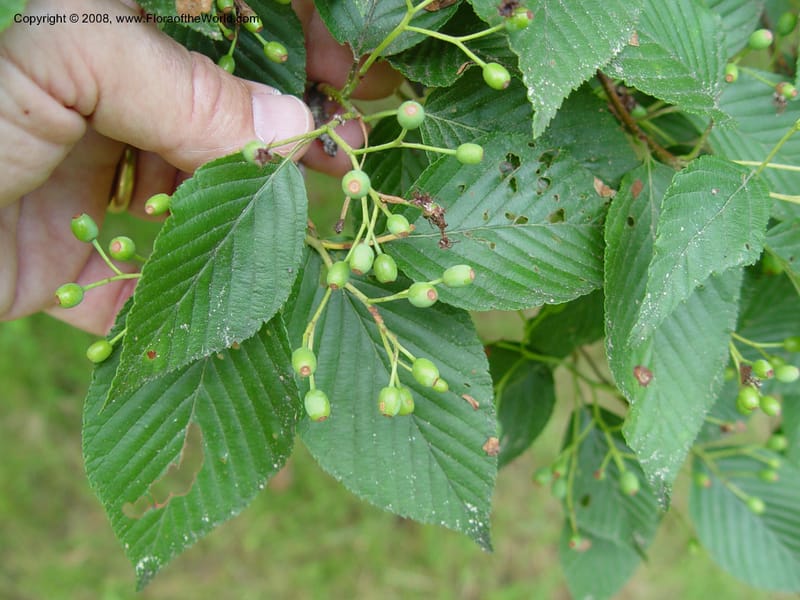 Sorbus alnifolia, 381-25-A--MA. Arnold Arboretum. 30 June 03. 001.jpg
