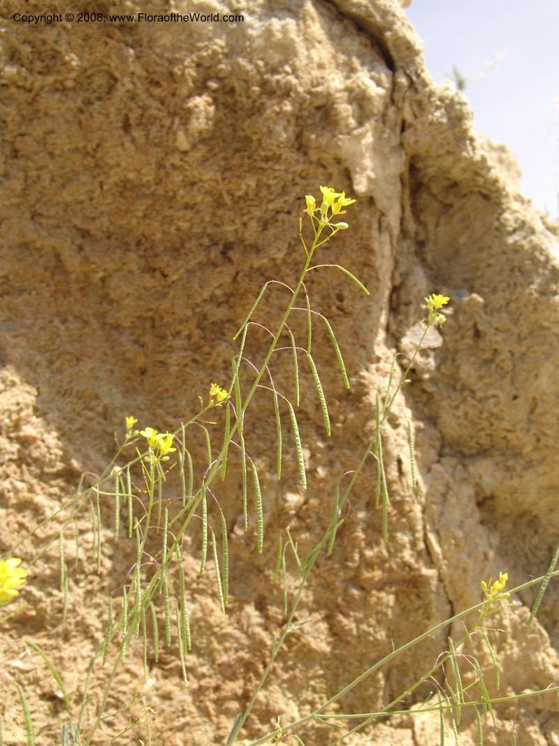 Diplotaxis harra ssp lagascana--Spain. Prov. Almeria. Los Yesos. 22 Apr 05. 107.jpg