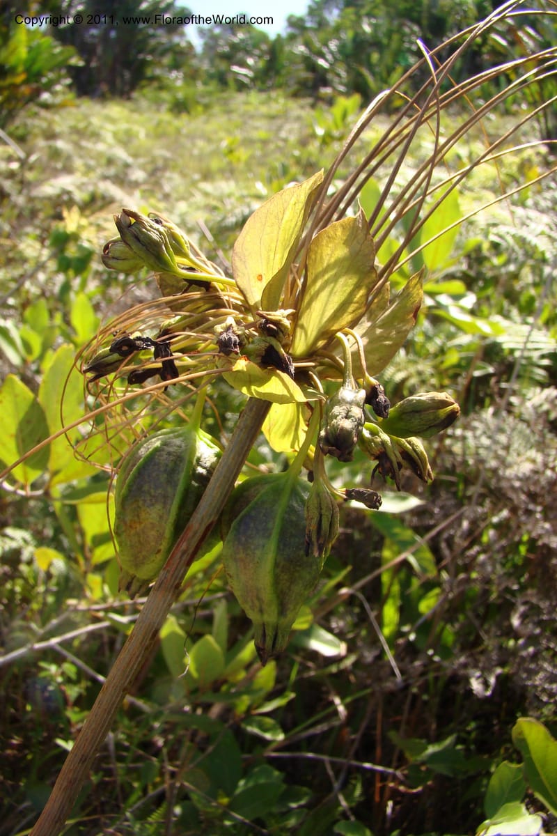 Tacca, Phillipson 6125--Madagascar. Prov. Fianarantsoa. Manombo Nat. Park. 13 Jan 09. 246.jpg