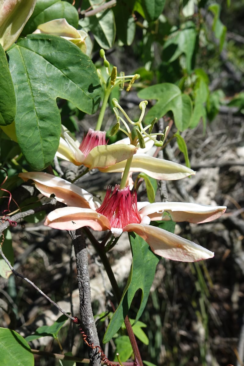 Passiflora aurantia, Davidson, C 13330--Australia. Qld. Jacob's Well. 16 Oct 2016. DSC02498 (89).JPG