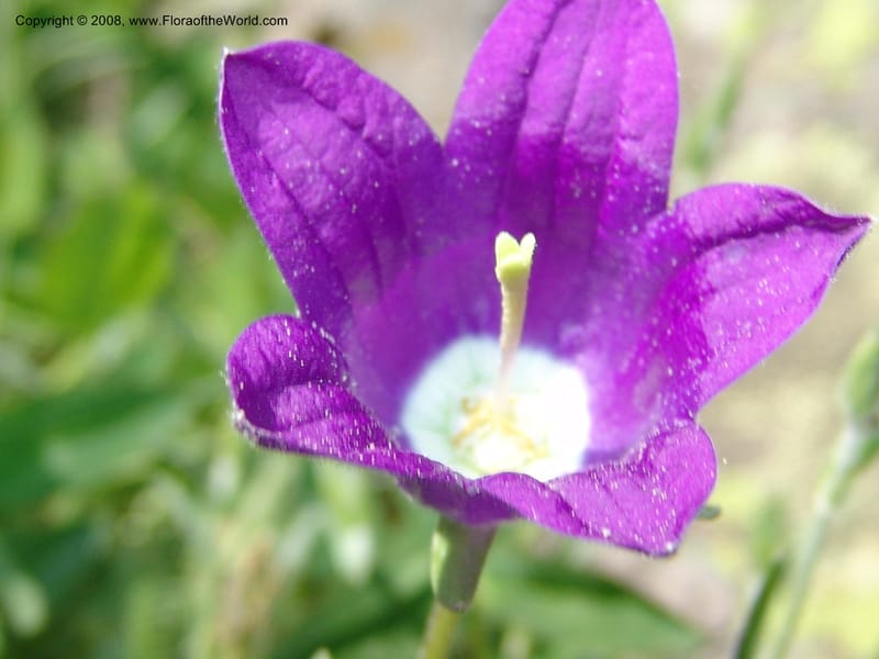 Campanula auscheri--Georgia. Bakuriani Botanical Garden. 7 Jun 05. 162.jpg