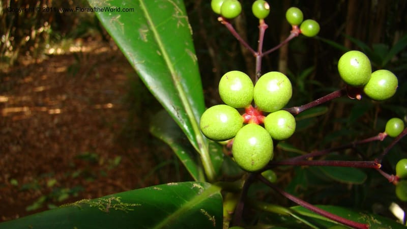 Zygogynum, P. Lowry 7220--New Caledonia. 722 (1).jpg