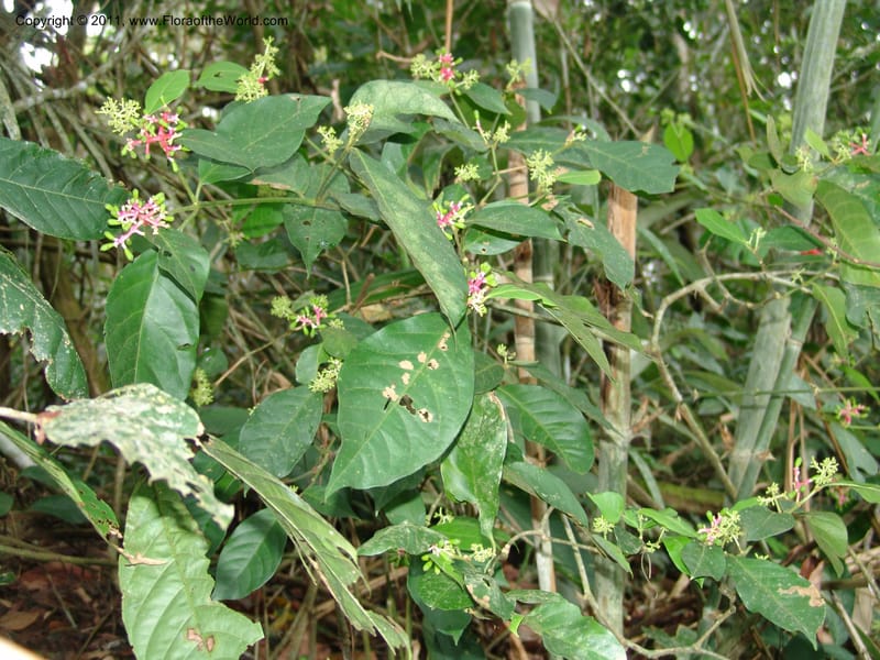 Neea, Araujo M 3109--Bolivia. Pq. Nal. Madidi. Rio Yariapo, 4 km E of Chalalan. 25 Sep 06. 195 (2).jpg
