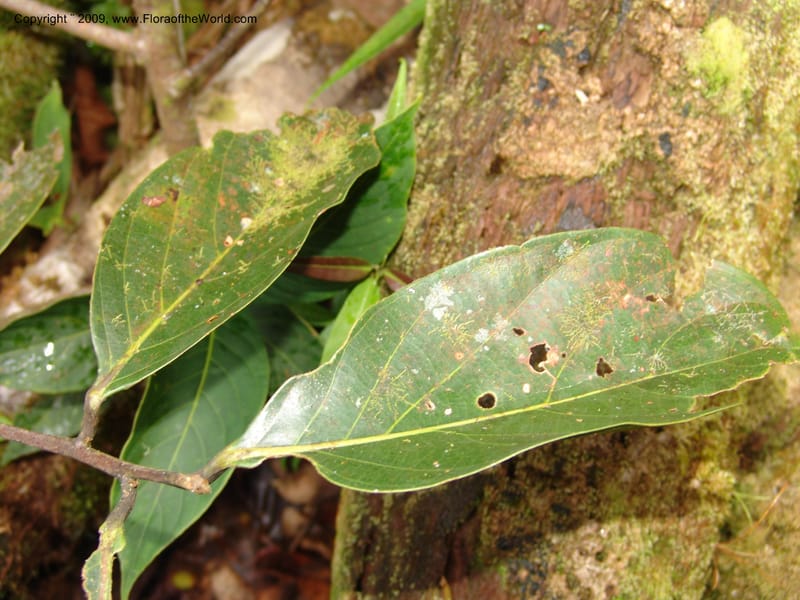 Nectandra, DNeill15914--Ecuador. Prv. Zam. Ch. C del Condor. Wawaime plot. 22 Sep 07. 381.jpg