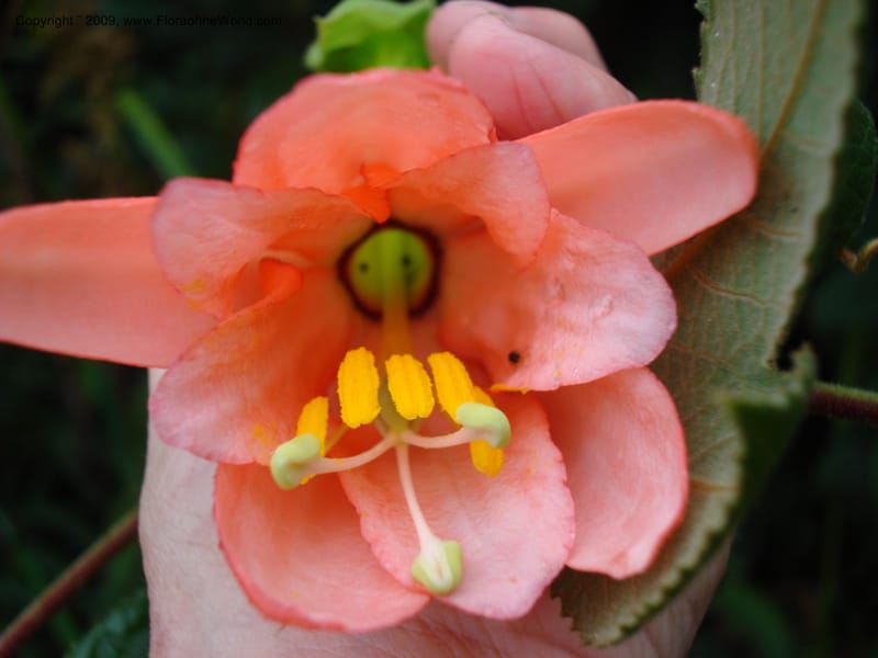 Passiflor...DN16042,Ecuador.Prov.ZamoraC.Tapichalaca Lodge26Sep2007 076.jpg