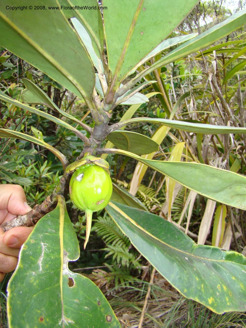 Strasburgeria robusta, JMunzinger4877--New Caledonia. Monts Dzumac. 20 Nov 07. 112.jpg