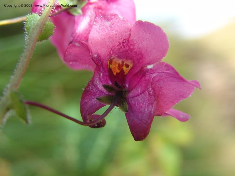 Diascia barberi--So.Africa. E. Cape. R58 SE of Barkly East.10 Mch 05. 212.jpg
