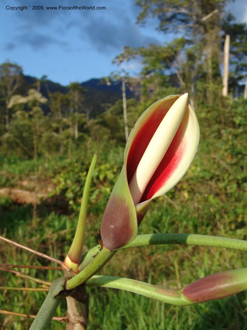 Philodendron deflexum, Croat98842--Ecuador. Zam. Ch. Rio Wawaime Val. 19 Sep 07. 097.jpg
