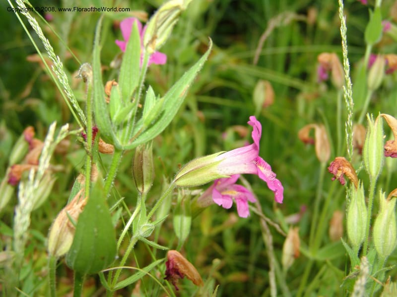Mimulus lewisii, CDavidson11112--ID. Adams Co. For. Serv. Rd. 453, to Goose Lk. 20 Jul 07. 112.jpg