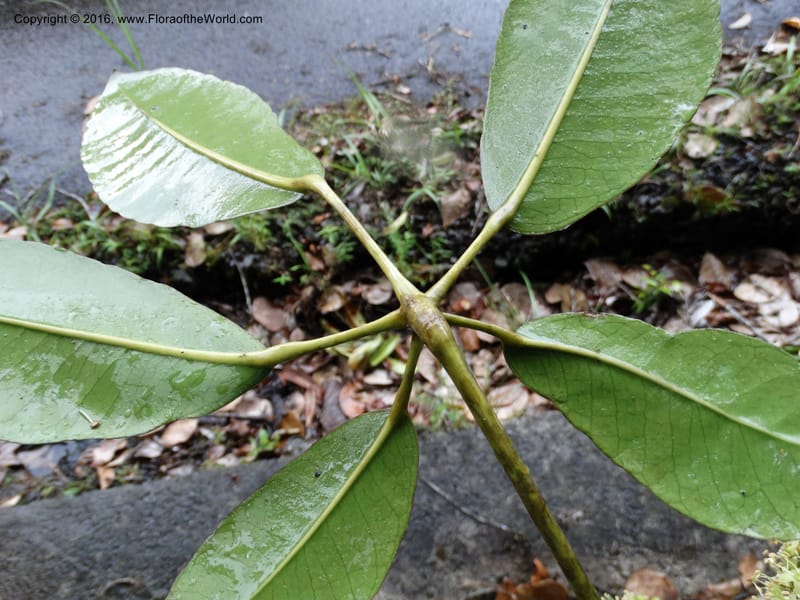 Schefflera, Davidson, C 12649--Sabah. G. Silam. 1 Oct 2014. DSC00937 (145).JPG