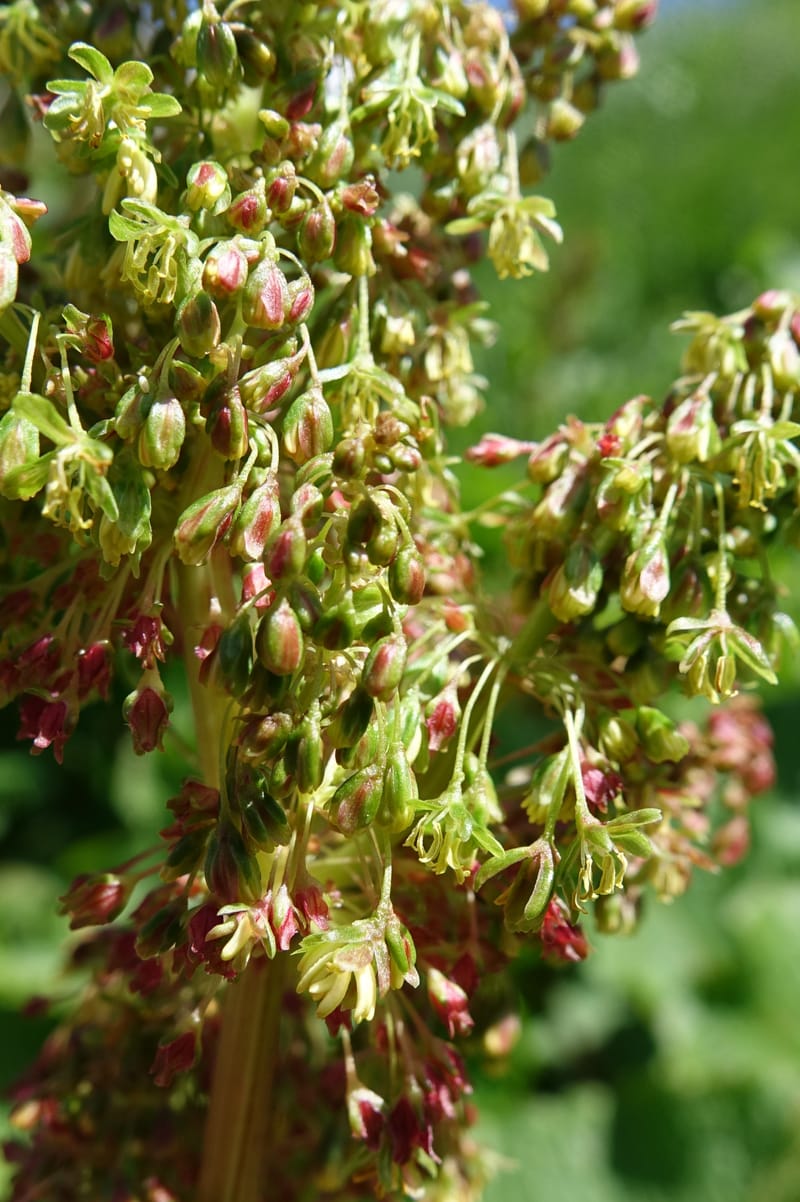 Rumex alpestre, Not collected--Switzerland. Sass Almagell. Lac Mattmark. 3 Jul 2016. DSC08449 (481).JPG