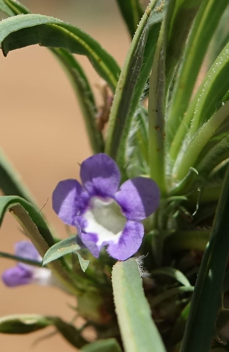 Aptosemum lineare, L. Nanyeni 1168--Namibia. Hwy B1, rest stop at odom 161. 16 Mar 2018. DSC01241 (34).JPG