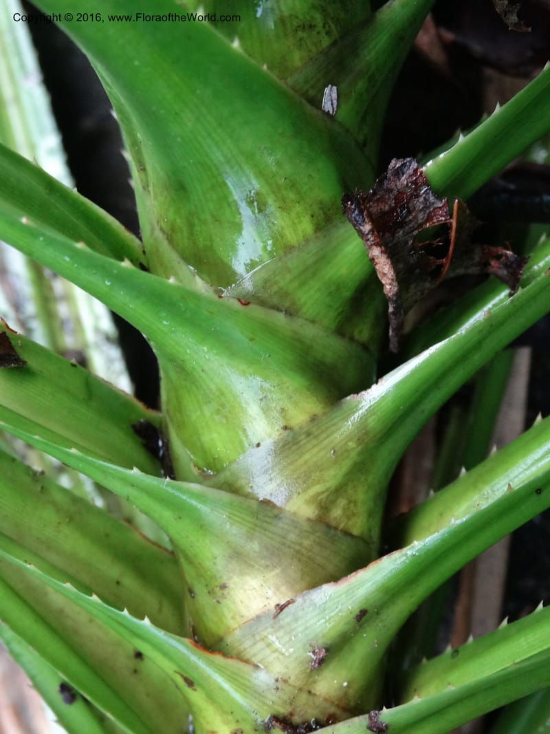 Pandanus borneensis, Callmander, M 1186--Sabah. G. Silam. 1 Oct 2014. DSC00937 (186).JPG