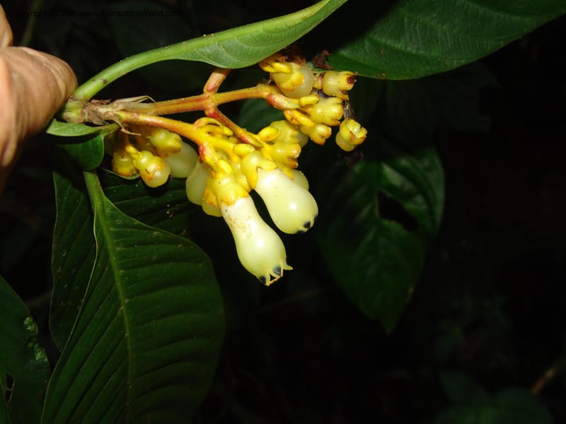 Palicourea clerodendroides, Croat98781--Ecuador. Z.C. Margin of Rio Nangaritza. 17 Sep 07. 289.jpg