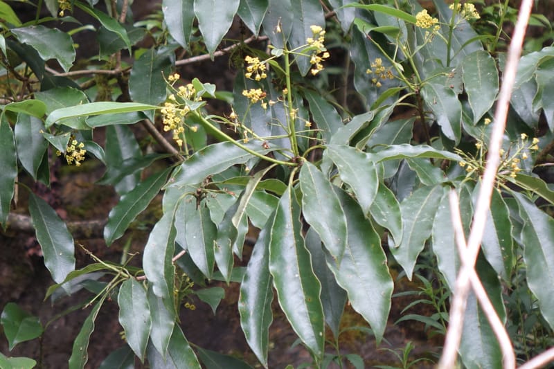 Pittosporum daphniphylloides, Tseng Yu-Hsin 1318--Taiwan. SW of Nanshan on highway 7. 20 May 2016. DSC03339 (108).JPG