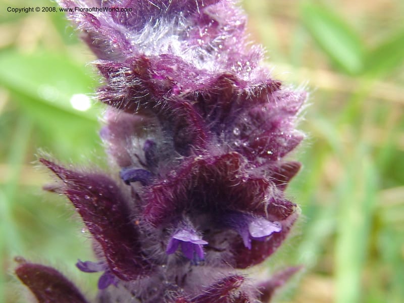 Ajuga orientalis--Georgia. Kazbeki . Trail-road to Sameba Church. 2 Jun 05. 306.jpg