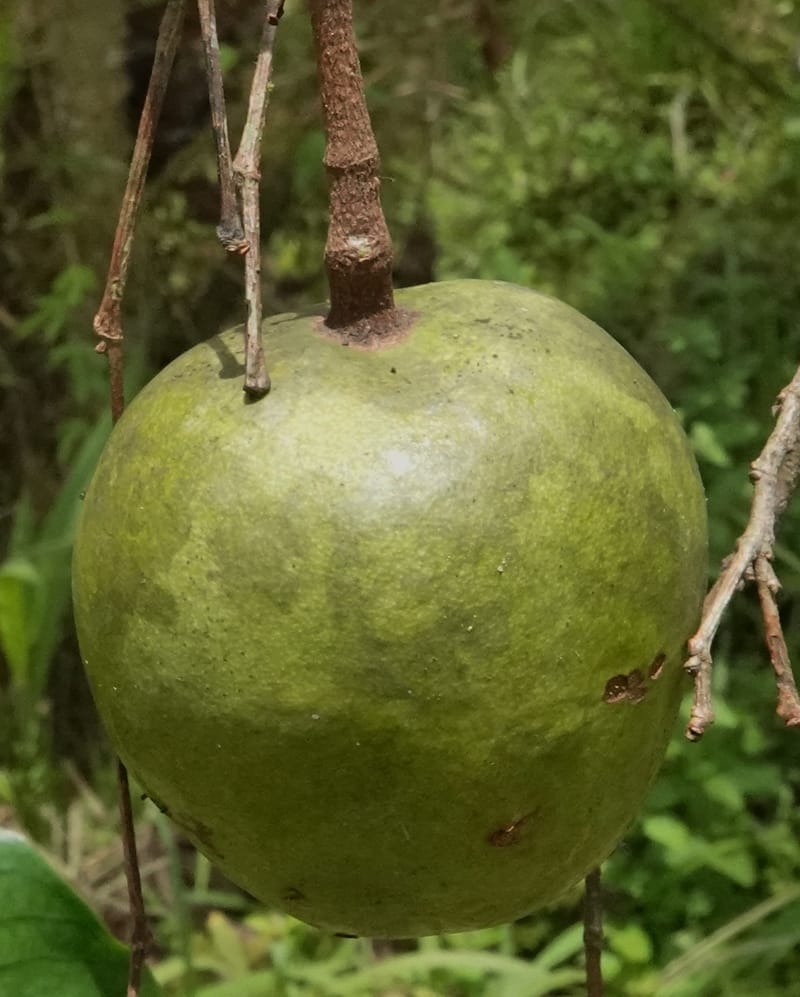 Irvingia gabonensis, C. Davidson 13929--Gabon. Missome Village. 31 Oct 2018. DSC00817 (153).JPG