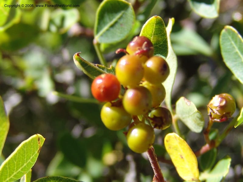 Rhus--So.Africa. E. Cape. Joubert's Pass, SE of Lady Gray. 9 Mch 05. 062.jpg