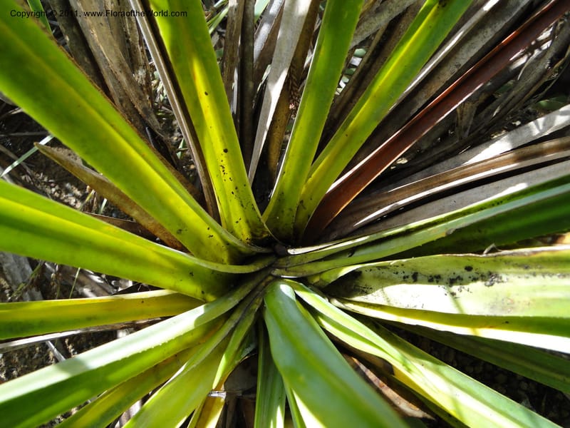 Pandanus decumbens, M. Callmander 827--New Caledonia. Mont Dzumac road. 23 Jan 2010. 1993 (3).JPG