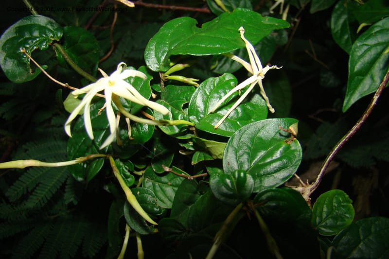 Jasminum streptopus, RGereau7007--Tanz. Mbeya Rural Distr. Pungaluma Hills. 23 Jan 08. 264.jpg