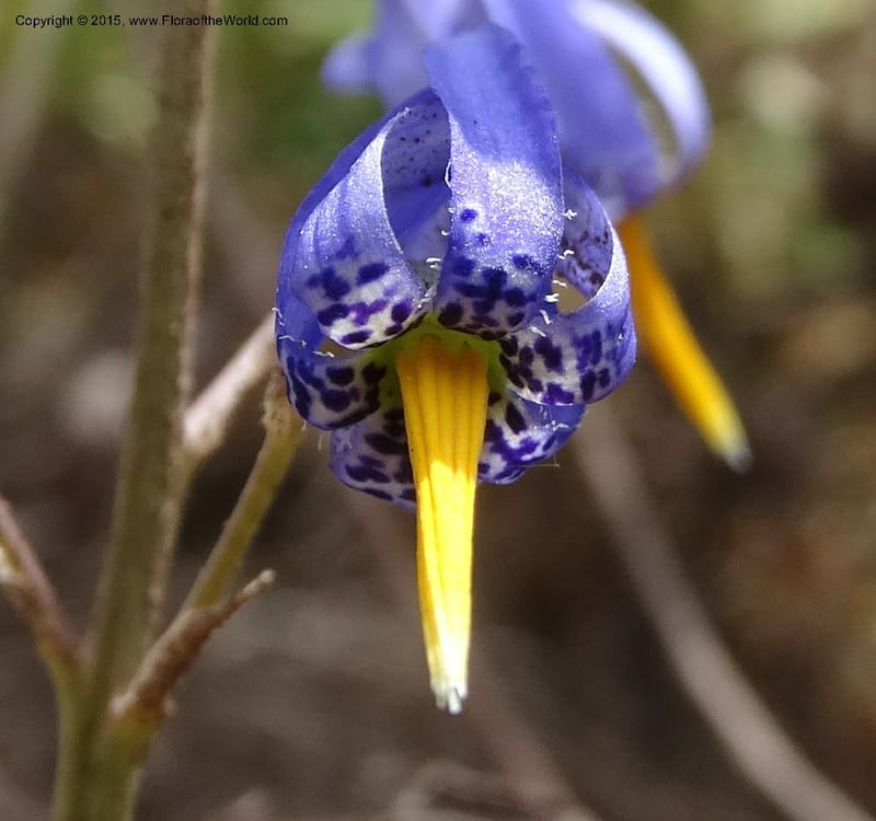 Conanthera bifolia, Davidson, C 12823--Chile. Ruta J-55 east of Talca. 27 Nov 2014. DSC08656 (18).JPG