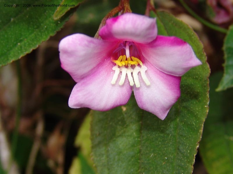 Salpinga maranonensis, DNeill15939--Ecuador. Prv. Zam. Ch. C del Condor. Wawaime plot. 22 Sep 07. 321.jpg