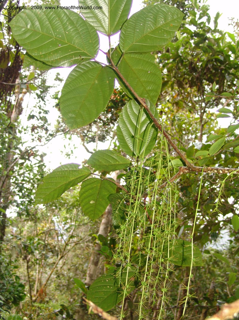 Alchornea, DNeill15916--Ecuador. Prv. Zam. Ch. C del Condor. Wawaime plot. 22 Sep 07. 469.jpg