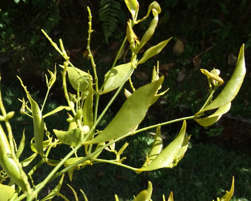 Ginalloa arnottiana, Davidson, C 12928--Sabah. Near generation plant. 28 Mar 2015. DSC01259 (17).JPG