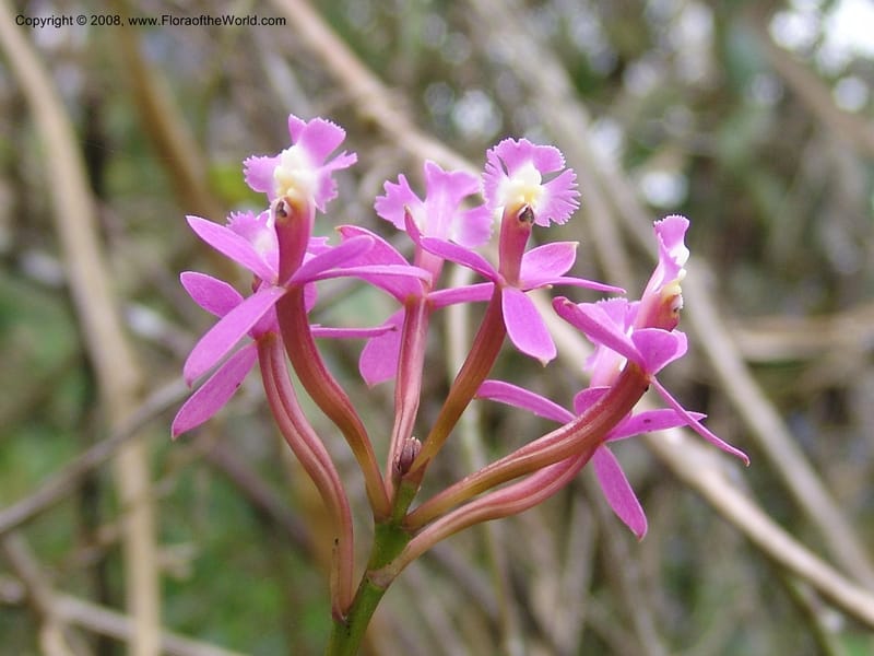Epidendrum secundum--Peru. Edo. Cuzco. Machu Picchu. 27 Oct 05. 287.jpg