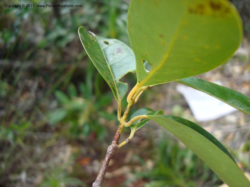 Hedycarya, Munzinger, J 4806--New Caledonia, Prov du Nord, Plateau de Poro, 16 Nov 2007  (8).jpg