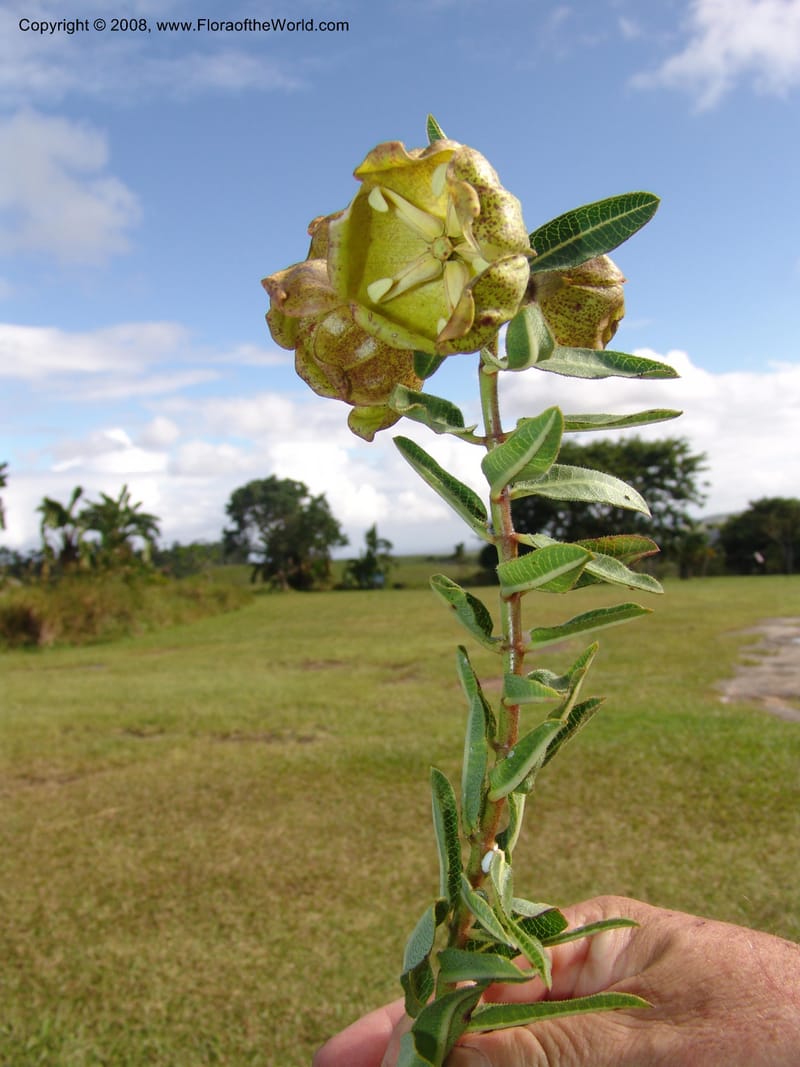 Pachycarpus grandiflorus--So.Africa. E. Cape. Umtamvuna Nat. Res. 11 Mch 05. 357.jpg